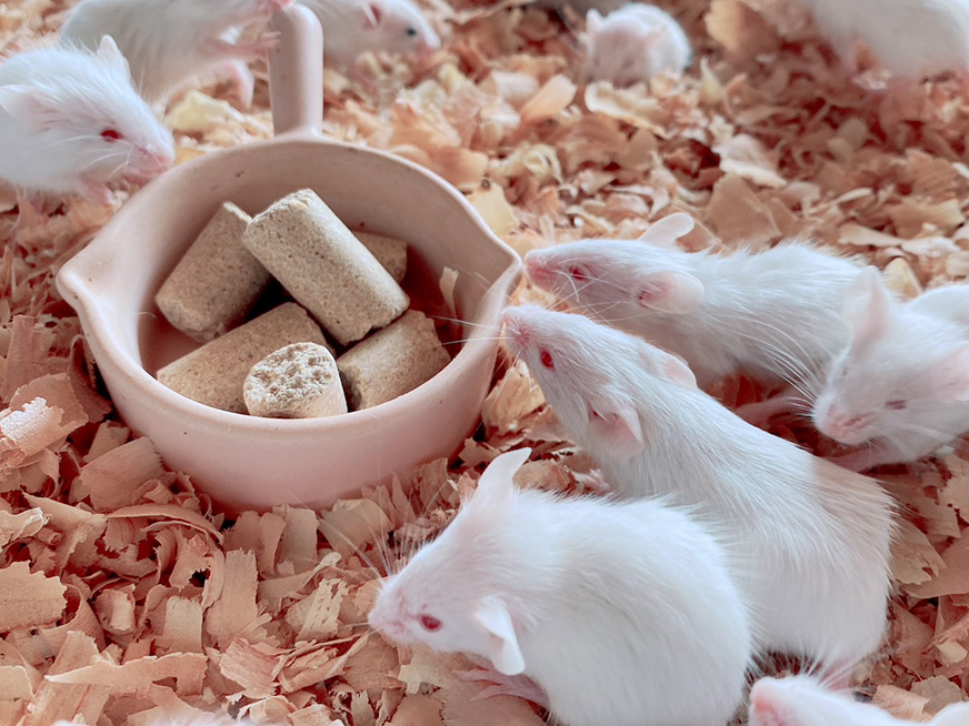 冷凍マウス冷凍ラット通販(通信販売)のリトルモンスターおおさか