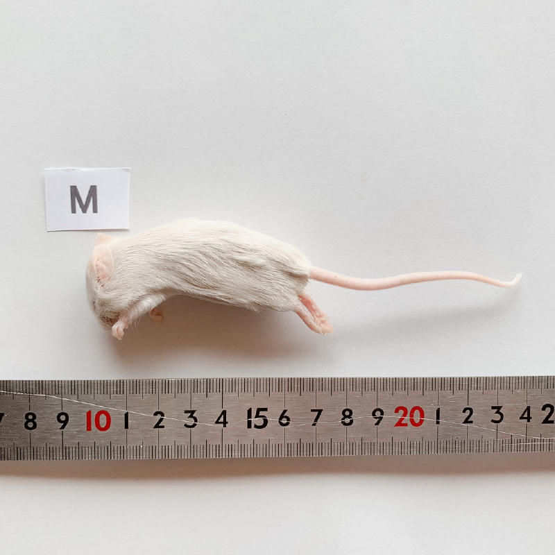 ☆冷凍ラット☆ぐりん様ご予約品 ☆冷凍ラット☆ぐりん様ご予約品