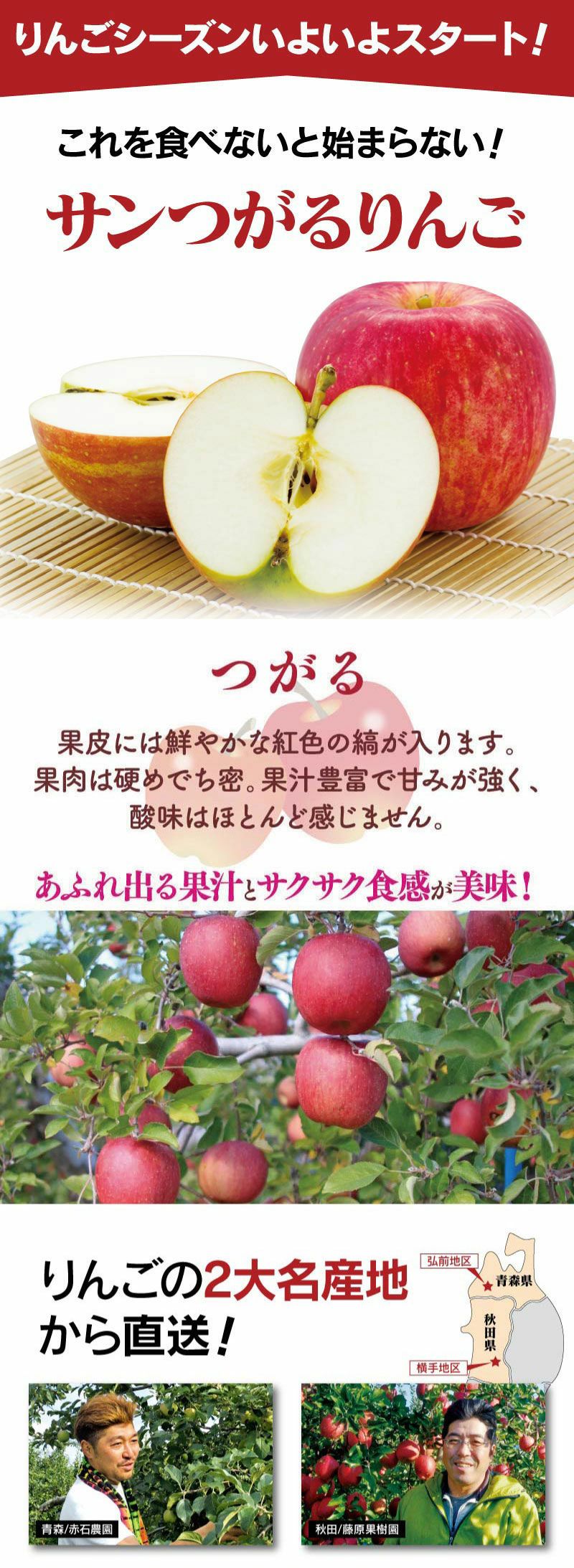 青森産 秋田産 サンつがるりんご 4.5kg 約12～18玉 送料無料 クール代