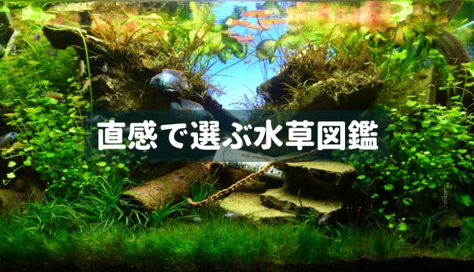 直感で選ぶ水草図鑑 | Ordinary-Aquarium