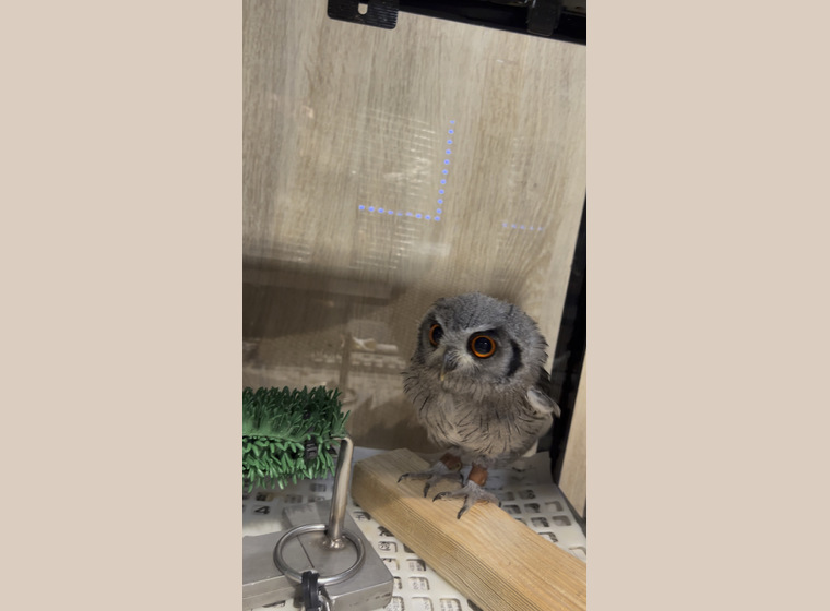 インディアンスコップオウル 2022年ベルギーブリード | ふくろう(猛禽