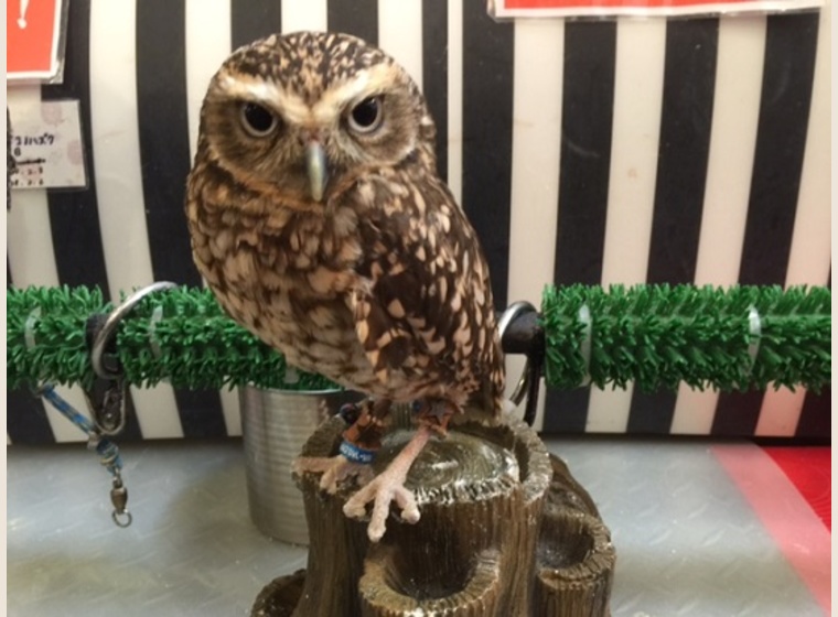 4232 外国切手 イギリス 2003年 猛禽類 フクロウとハヤブサ 10連刷