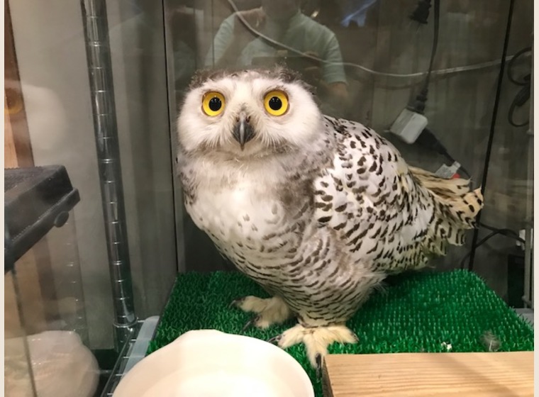 ボウパーチB type 約9〜10kg ふくろう 猛禽類 ボウパーチB type 約9