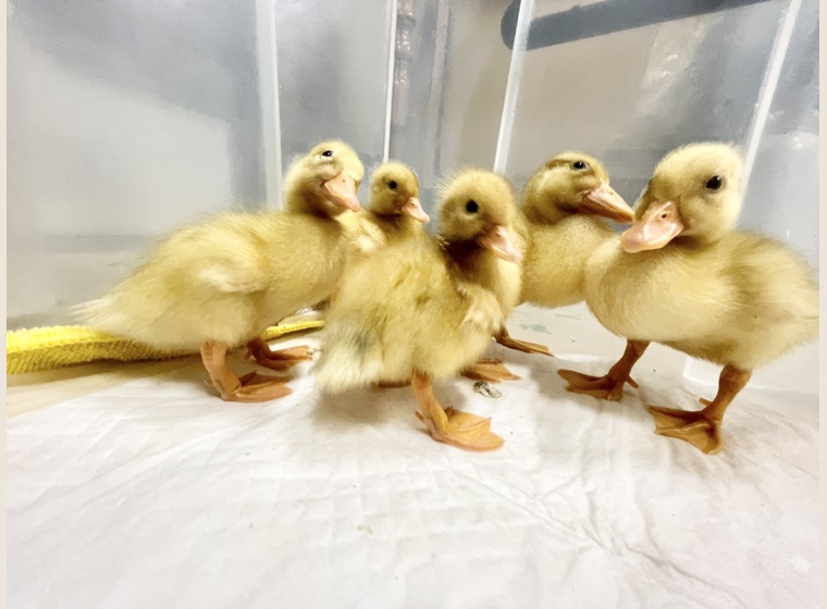 ☆【アヒル・コールダック飼育繁殖·ヒナ向け】4kg ＋BC-6∶4kg