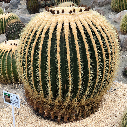 サボテン園 | 逢瀬公園・緑化センター