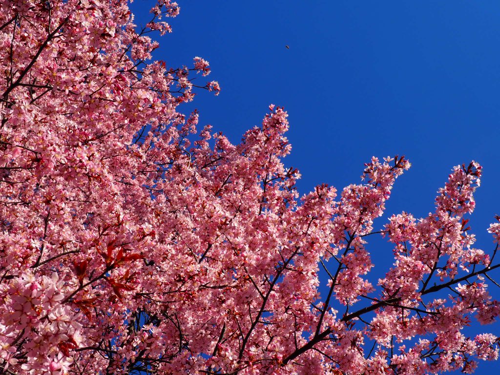ヘルシンキの桜もついに満開に！日本風庭園の桜のひみつ