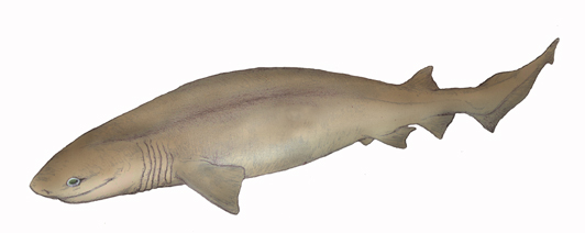 カグラザメ・川崎悟司イラスト集