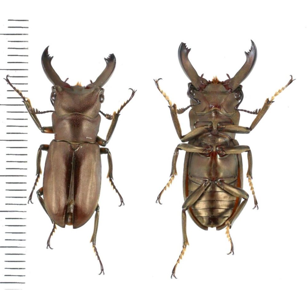 West papua Calodema suhandae 44mm