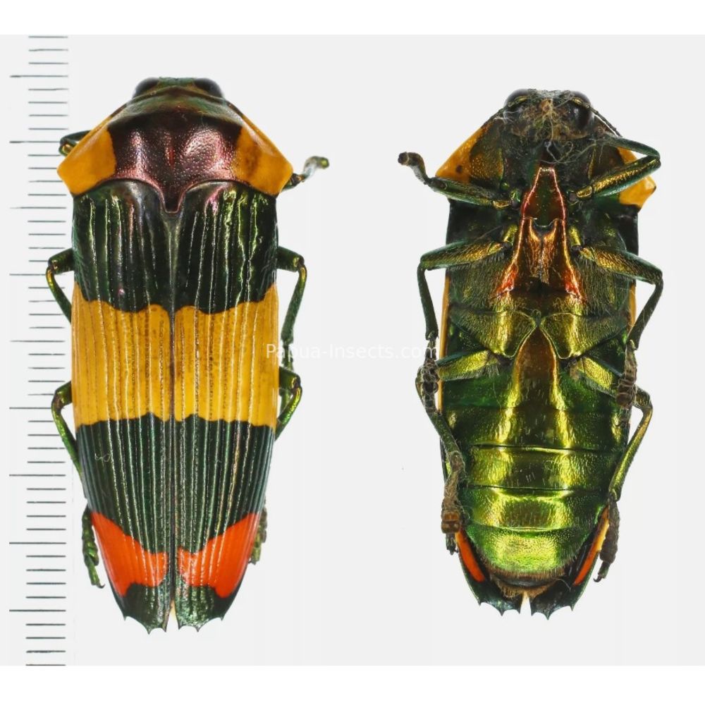 West papua Calodema suhandae 44mm