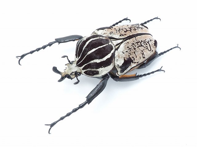 新着標本】ゴライアスオオツノハナムグリ♂101.5mm/カメルーン産 。上