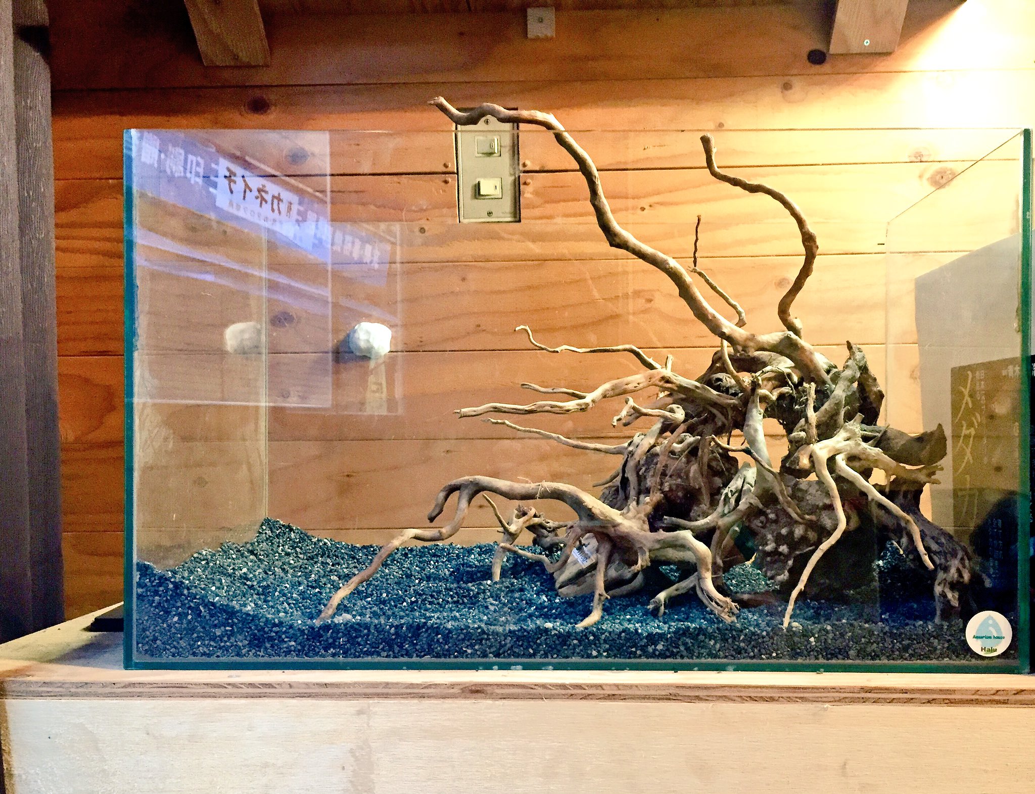 アクアリウム 流木 ブランチウッド ホーンウッド L2795 キューブ