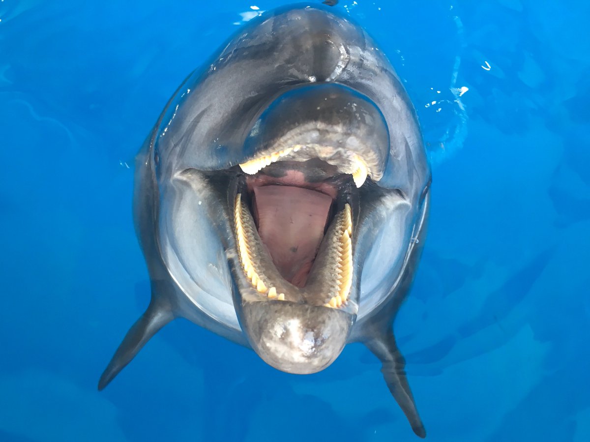とっても綺麗な歯並び！！今日はバンドウイルカ「シェル」の歯の数を