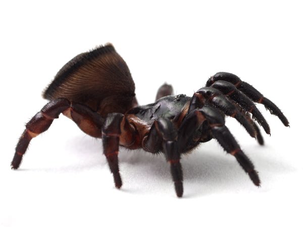 シリキレグモ】 お尻をスコーンと切ってスタンプにしたような摩訶