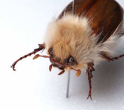 立派な立て髪を持つライオンコガネ③【標本】 立派な立て髪を持つ
