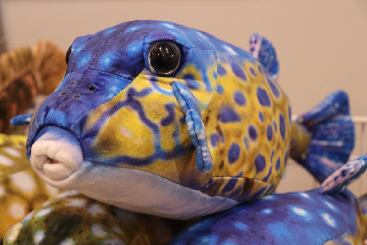 桂浜水族館にさかなクンさんがプロデュースした“おさかなぬいぐるみ”が