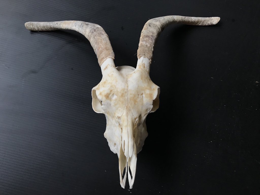 シカのオスの角は、春に基部に離層ができることで脱落してまた基部から