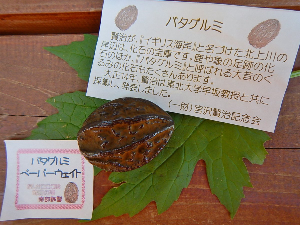 宮沢賢治バタグルミ化石土付き