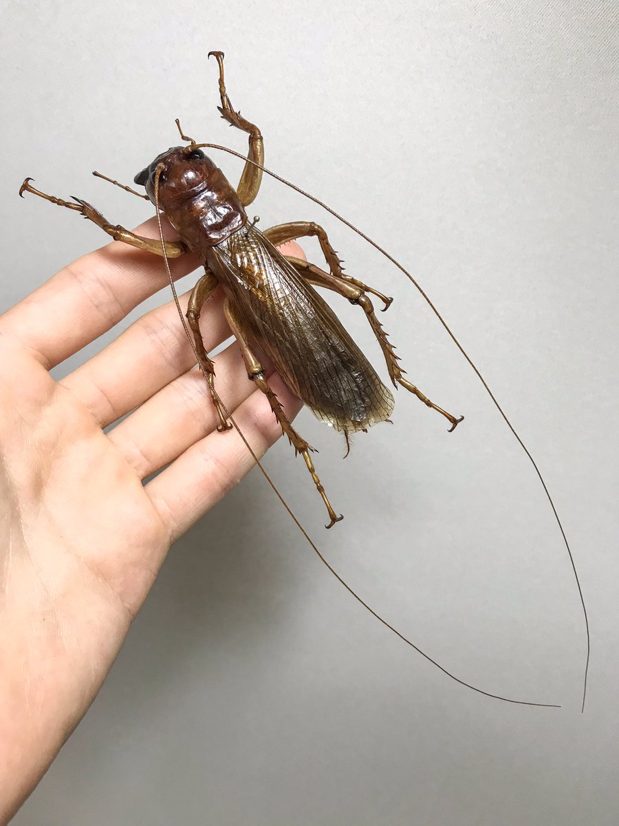 オバケコロギスことリオック でかい頂き物…