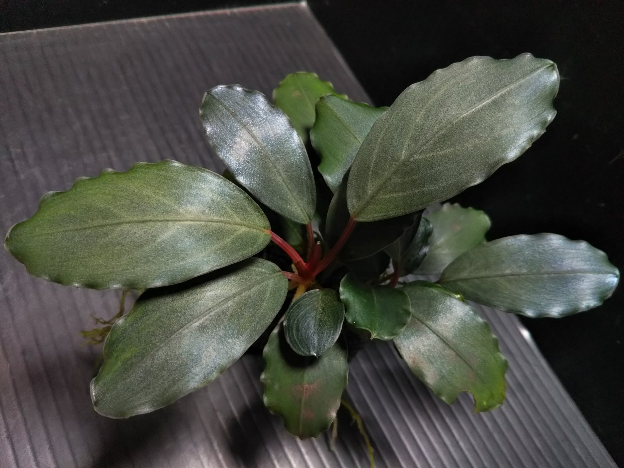 Bucephalandra Gray ブセファランドラ sp.パールグレイTB
