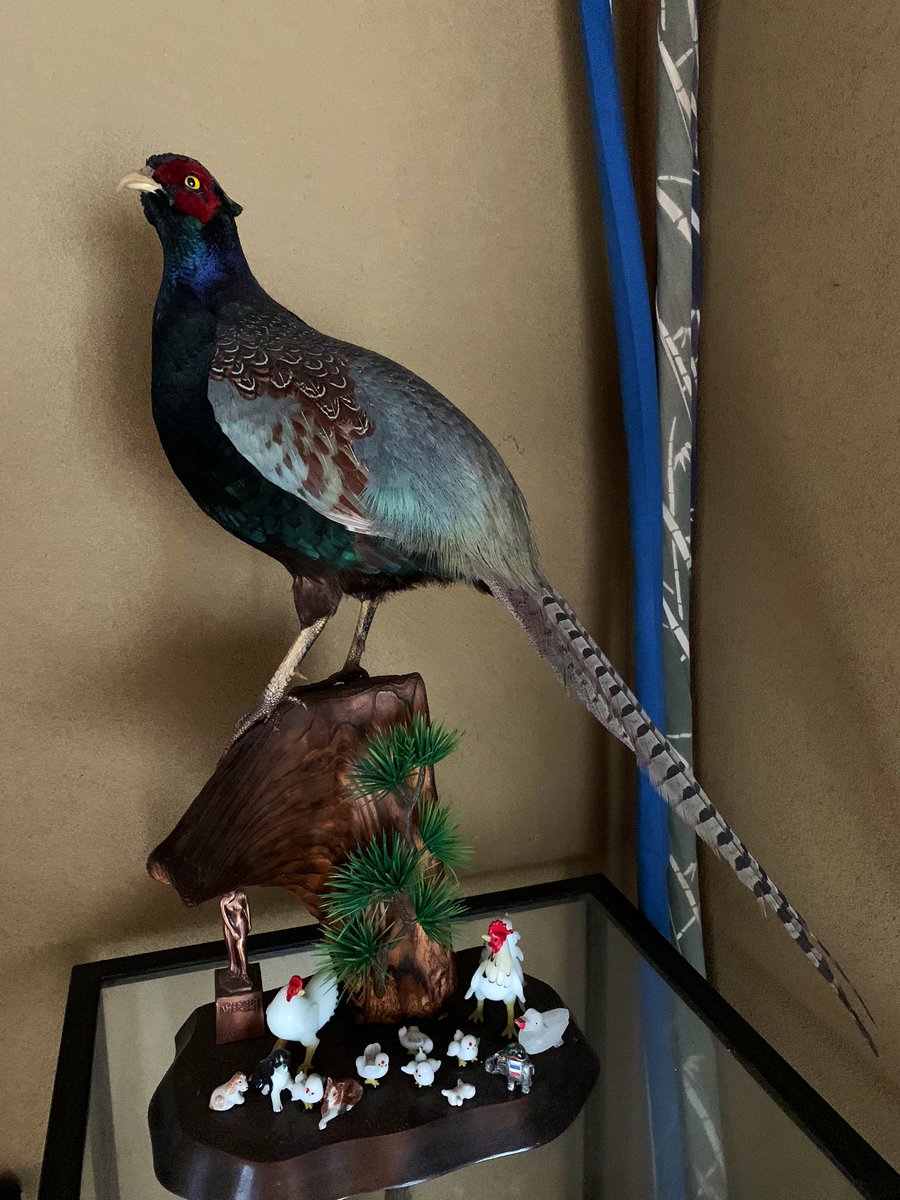 キジ 剥製 キジ 剥製 Yahoo!オークション - キジ 剥製 雉 ハクセイ 置物
