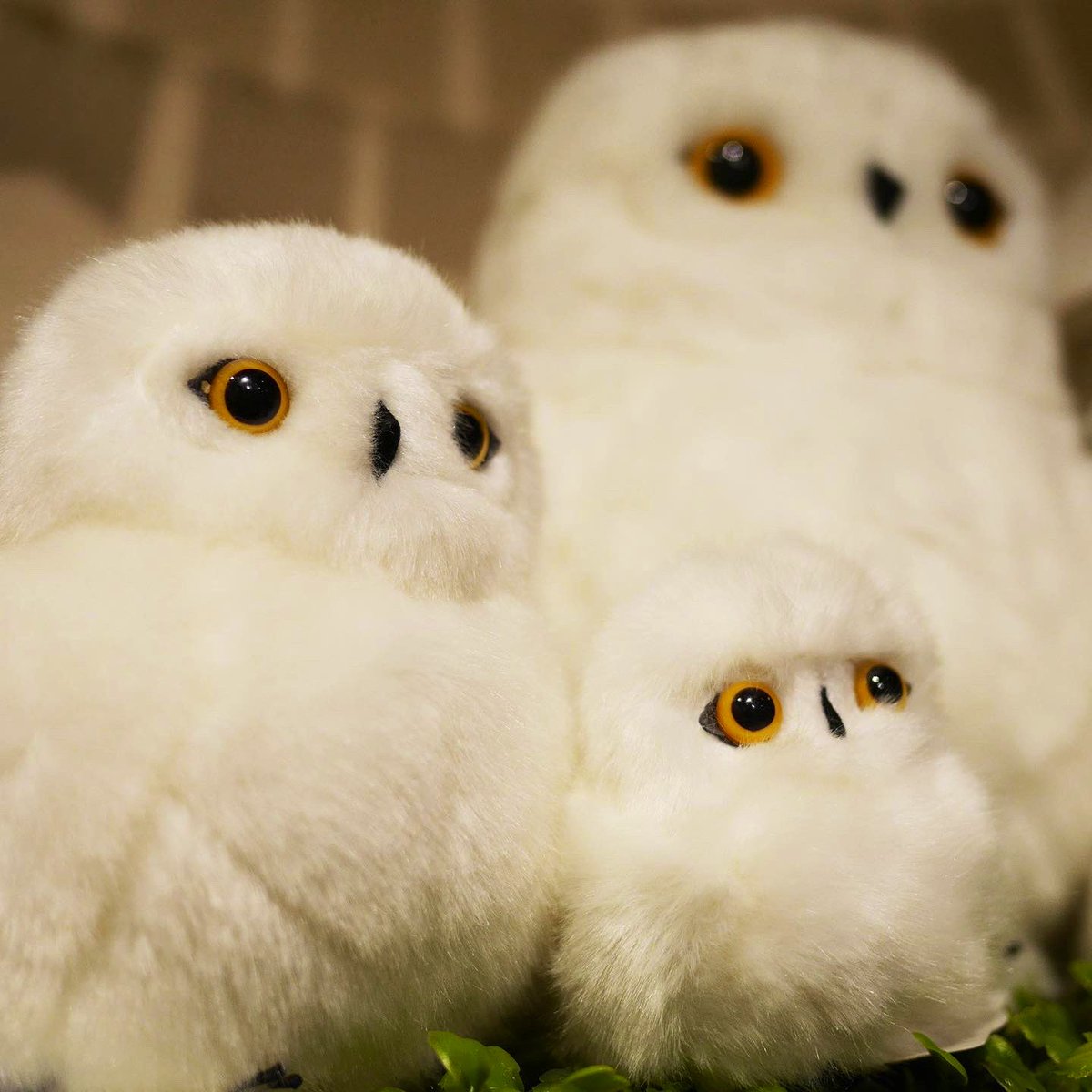 当社のふくろう🦉のぬいぐるみは、つぶらな瞳が愛らしい子たちばかり