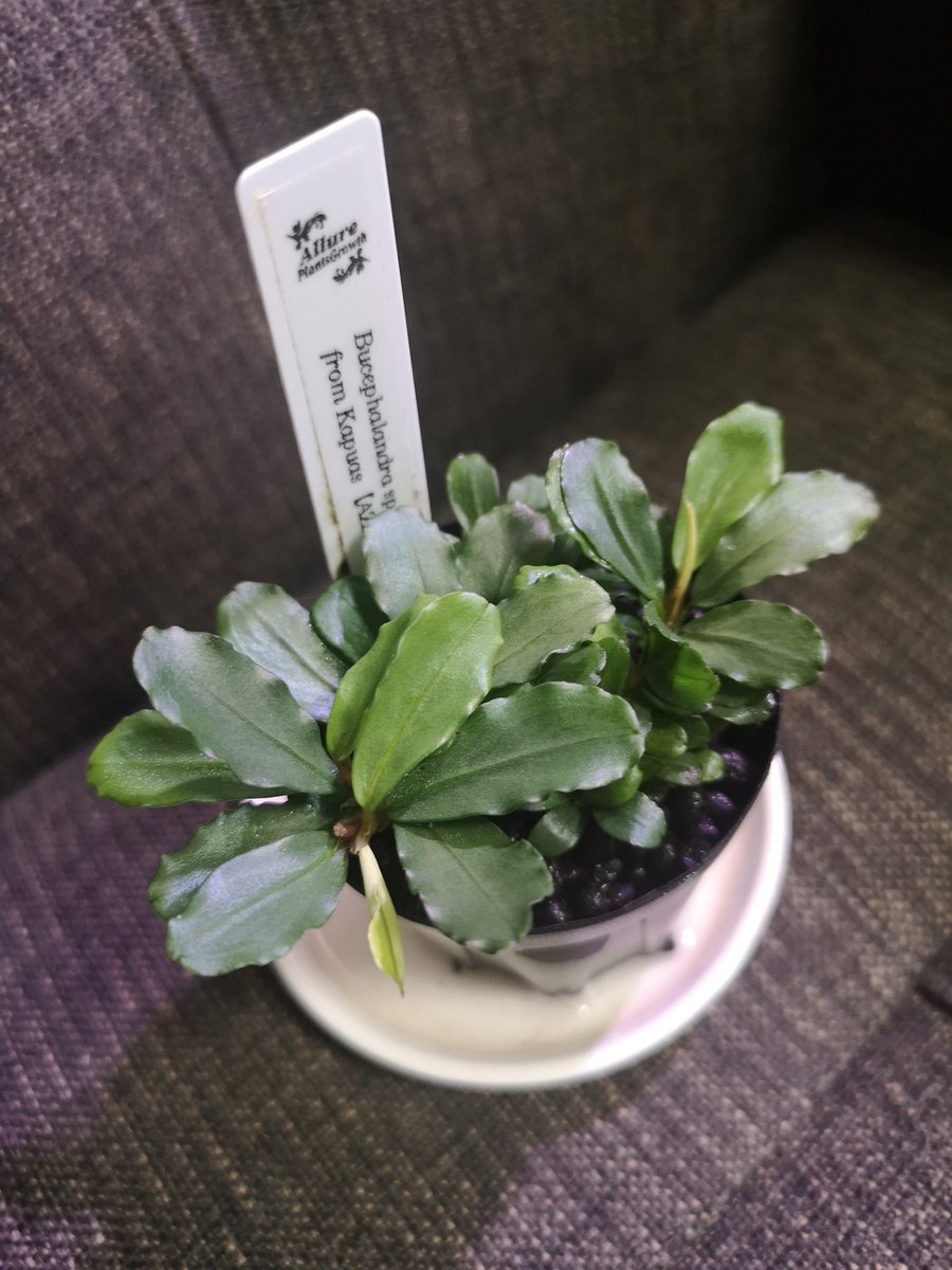 久々にアクアショップ行ったけどすごい楽しめたな〜 たまには刺激