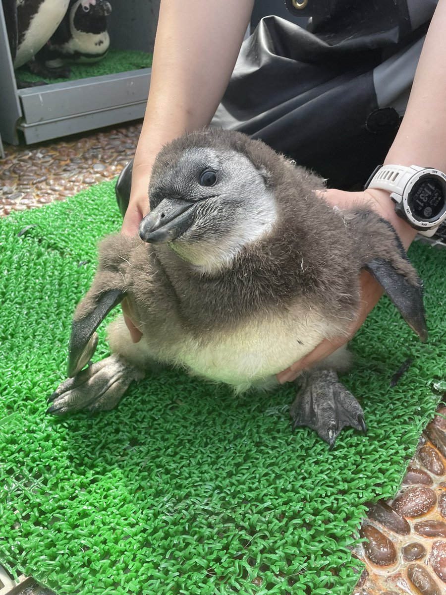 祝生後50日！速報です！体重がなんと3750gに！！雛のグラフを作成中