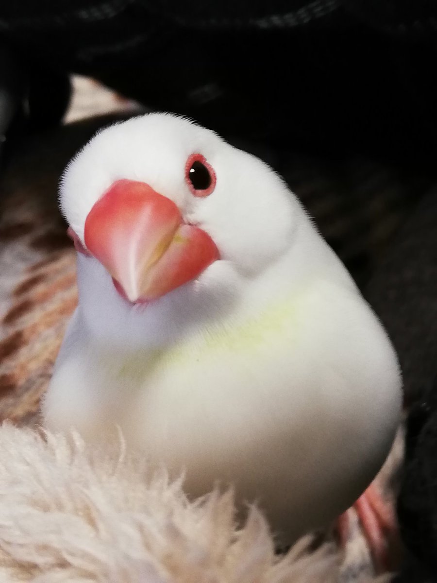 ツイッターを鳥で埋め尽くす #鳥だって家族 #文鳥 #白文鳥