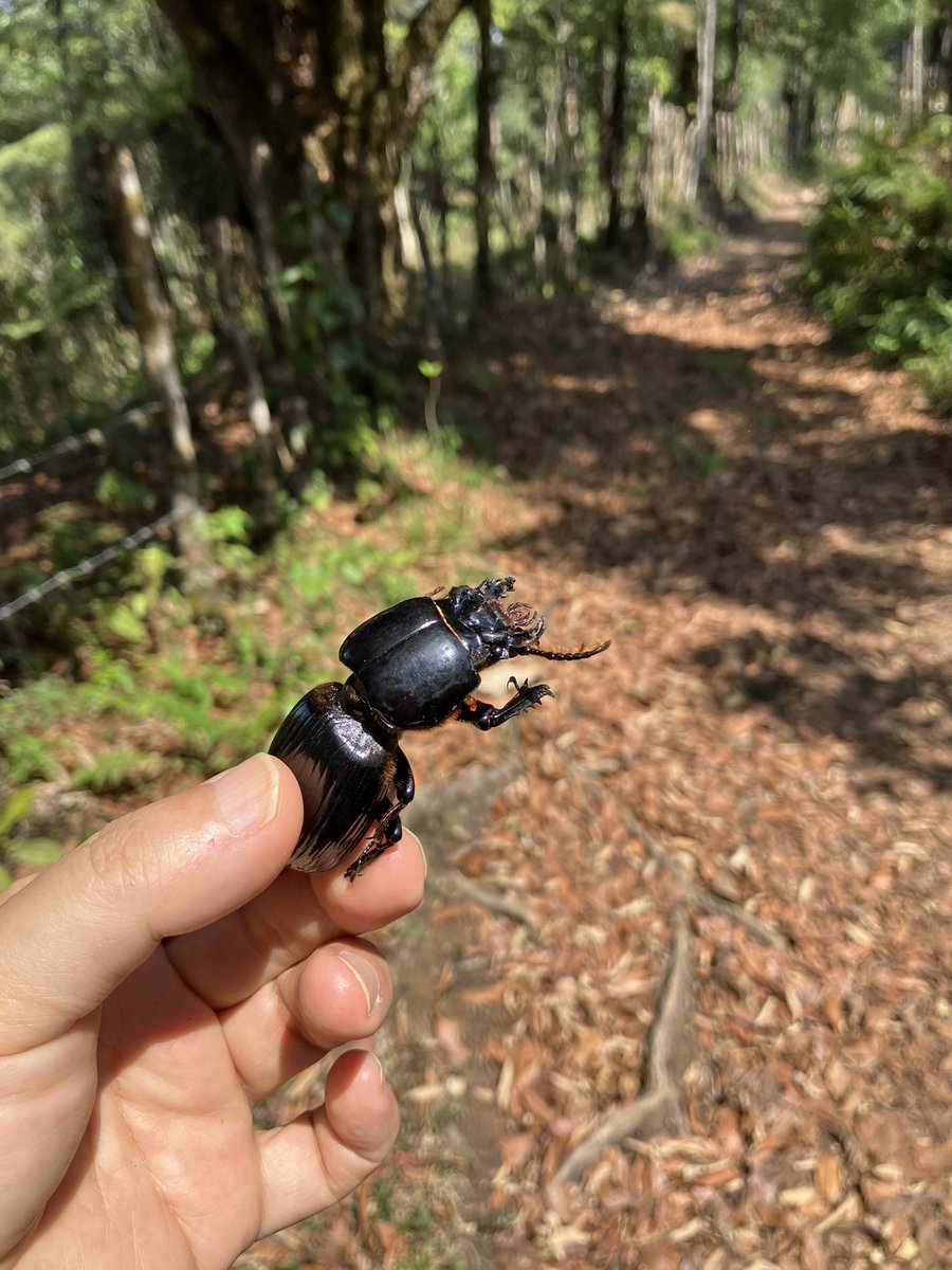 いつか見てみたいと思っていた甲虫の筆頭、オバケクロツヤムシの一種