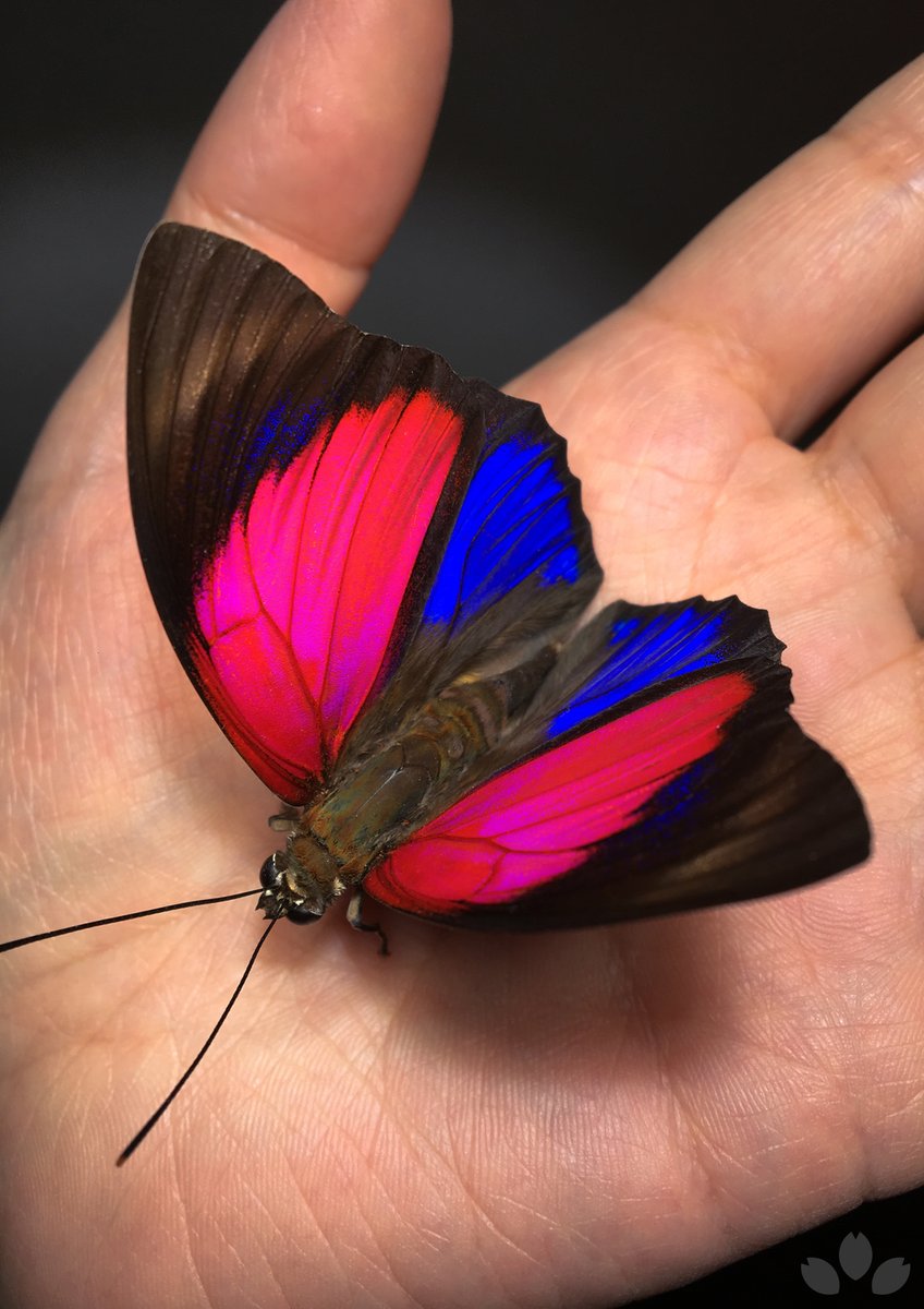 レア アグリアス ファルキドンミイロタテハ 蝶標本 ジュルチ F <1109z