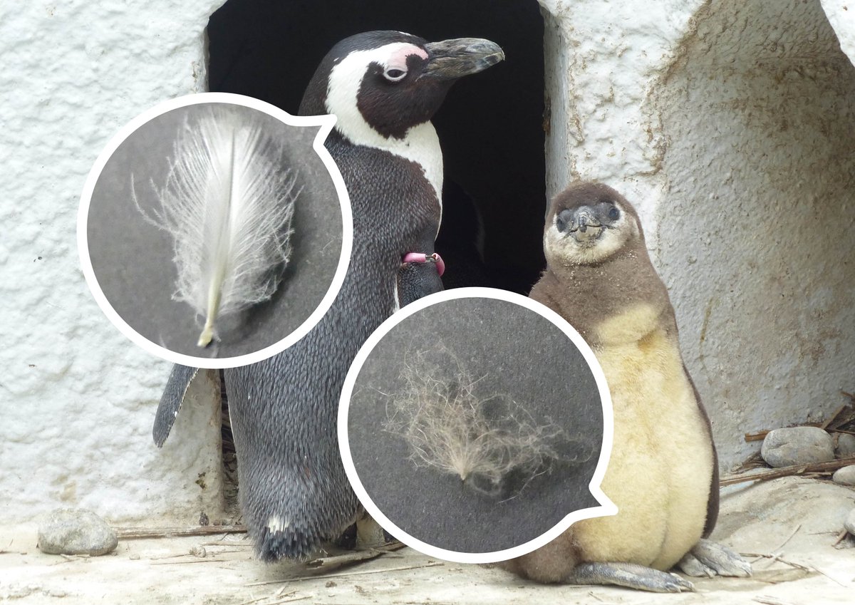 なお、#ケープペンギン は鳥類なので「羽」が生えています。ヒナのうち