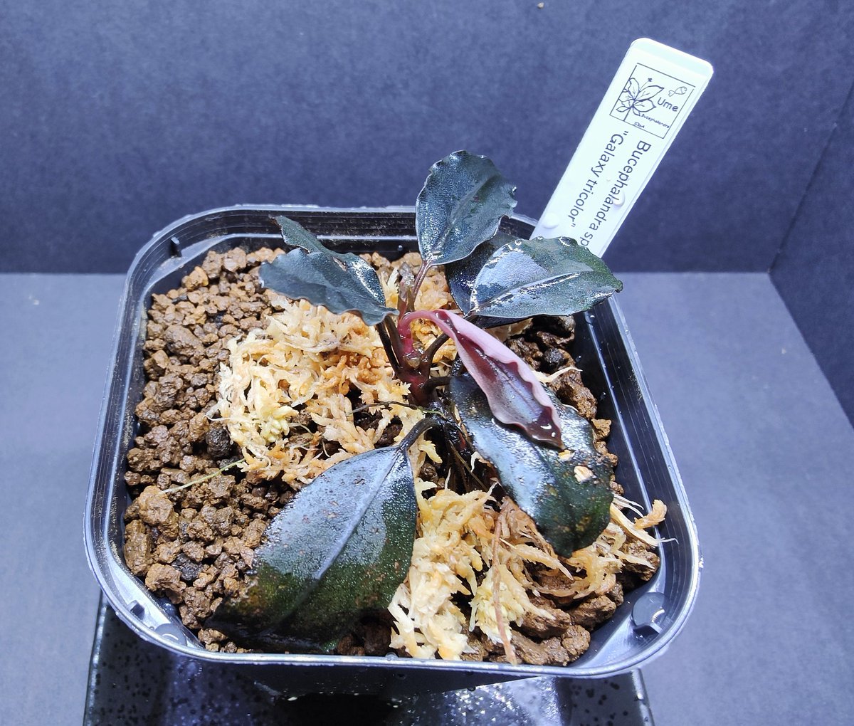 新たなブセ✨ Bucephalandra sp. 