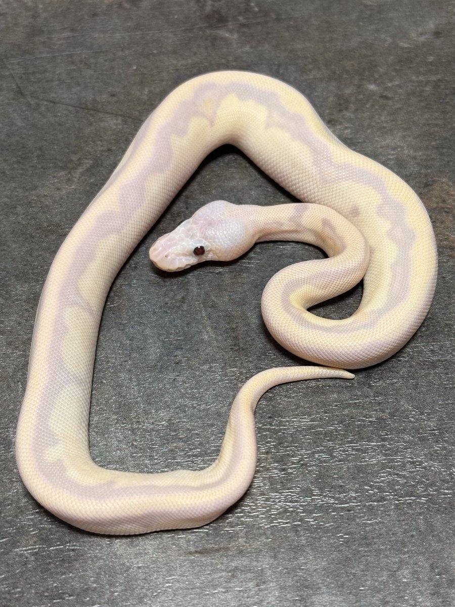 ichimaruyon❗】ALDIES（ヒョウ柄 パイソン柄）2枚まとめ Mahogany