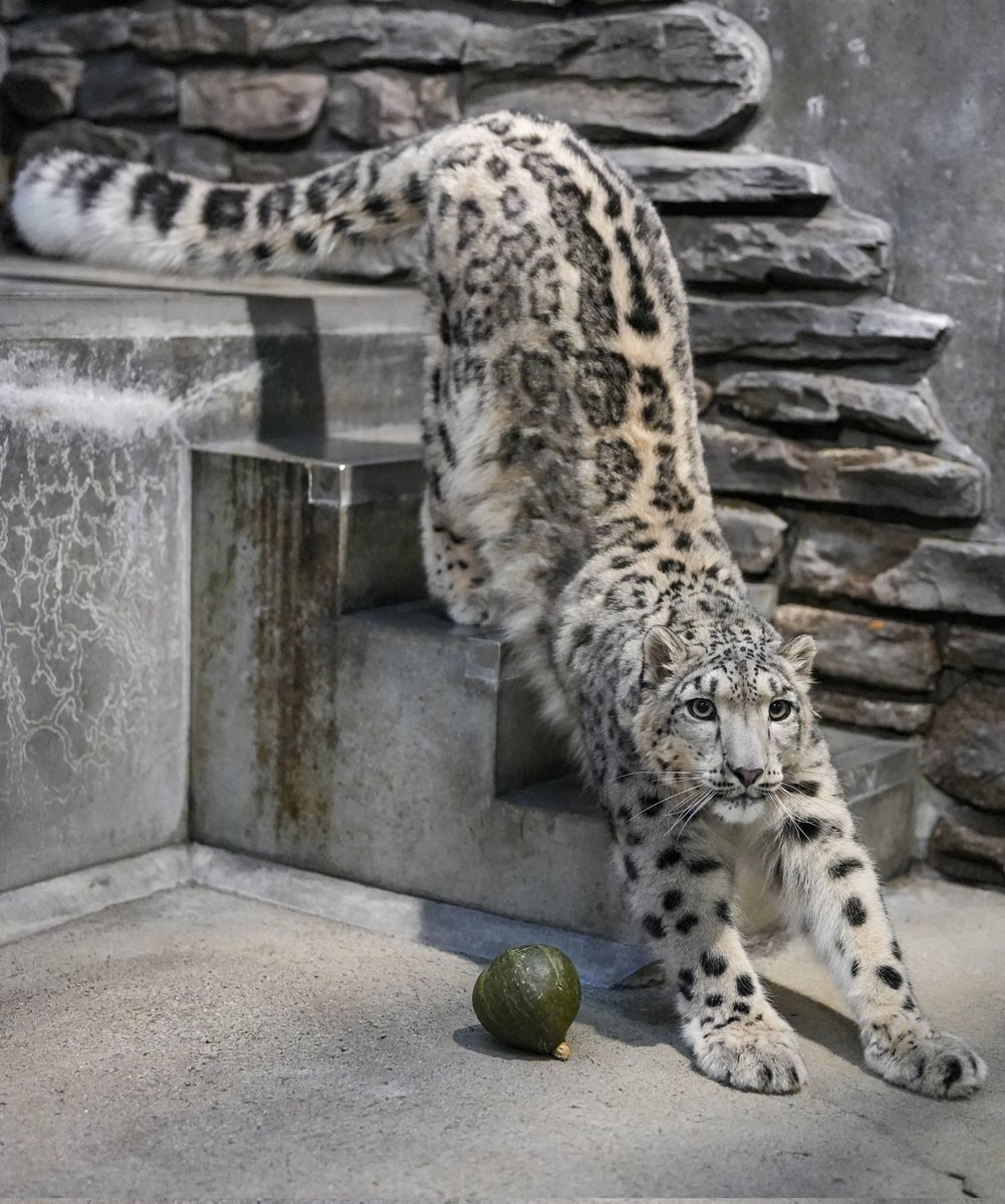 4639 外国切手 リベリア 動物と自然 大判シート 美しいデザイン 4639