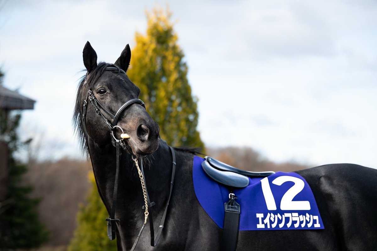 天皇賞・秋を思い出す、エイシンフラッシュの“12番ゼッケン”仕様で撮影