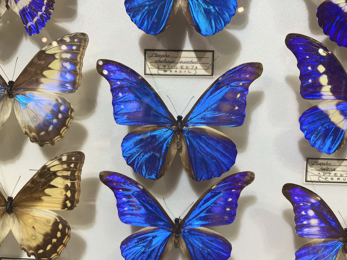 ✨🌈光がつくる色🌈✨ チョウやタマムシの翅が、見る角度によって