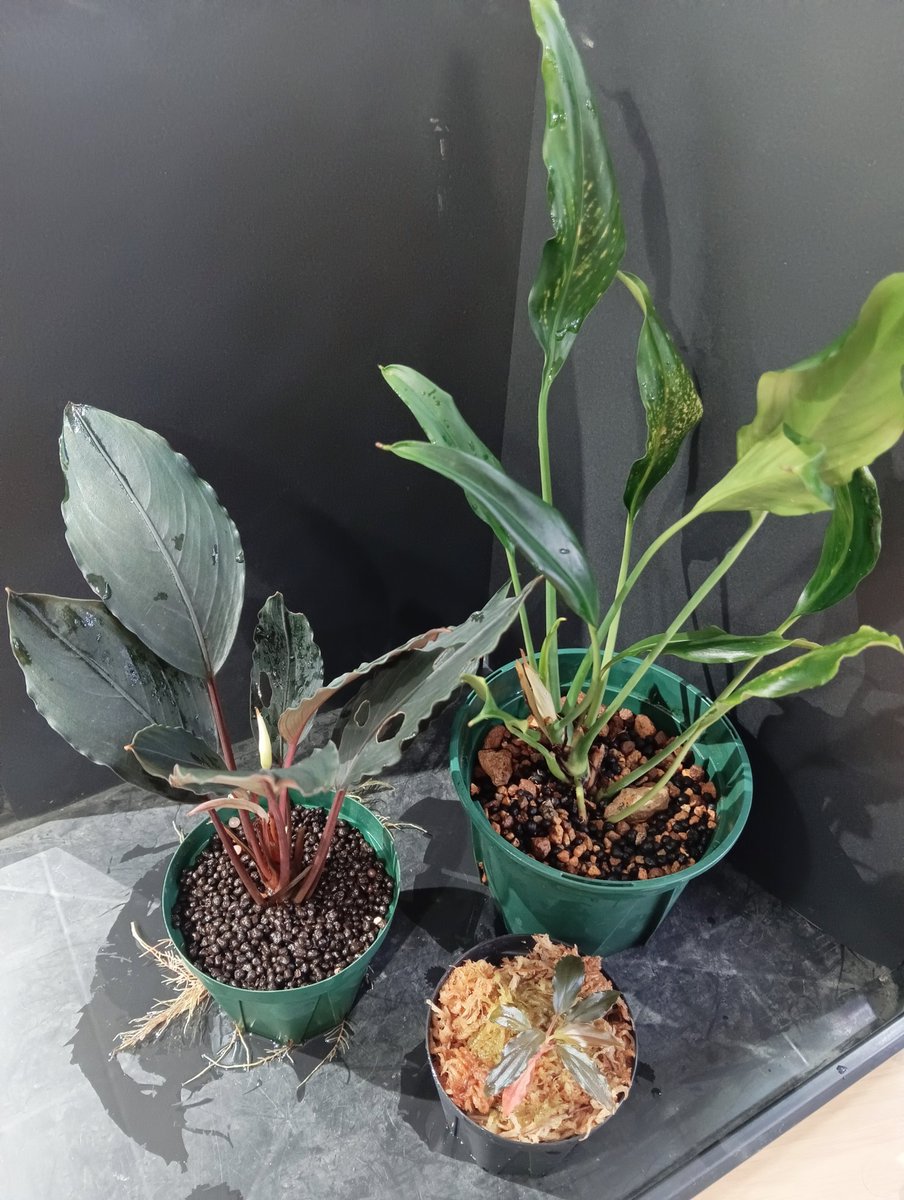 Bucephalandra sp.ダイヤモンドダスト Bucephalandra sp.ダイヤモンド