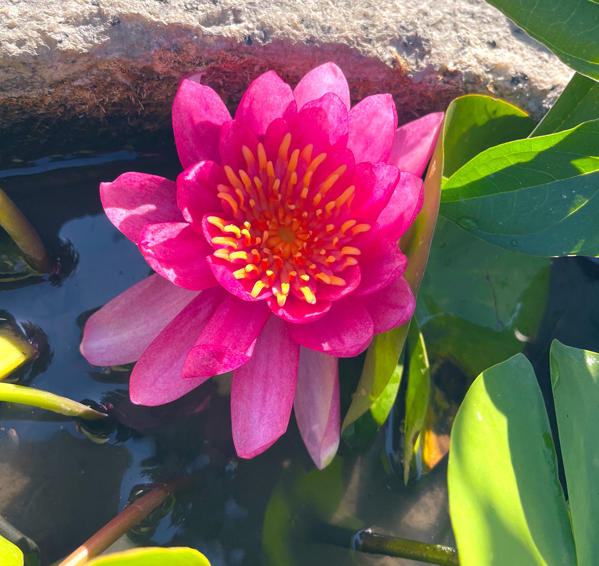 水蓮の花びら 4枚セット 水蓮の花びら/Lotus Petal 4枚セット