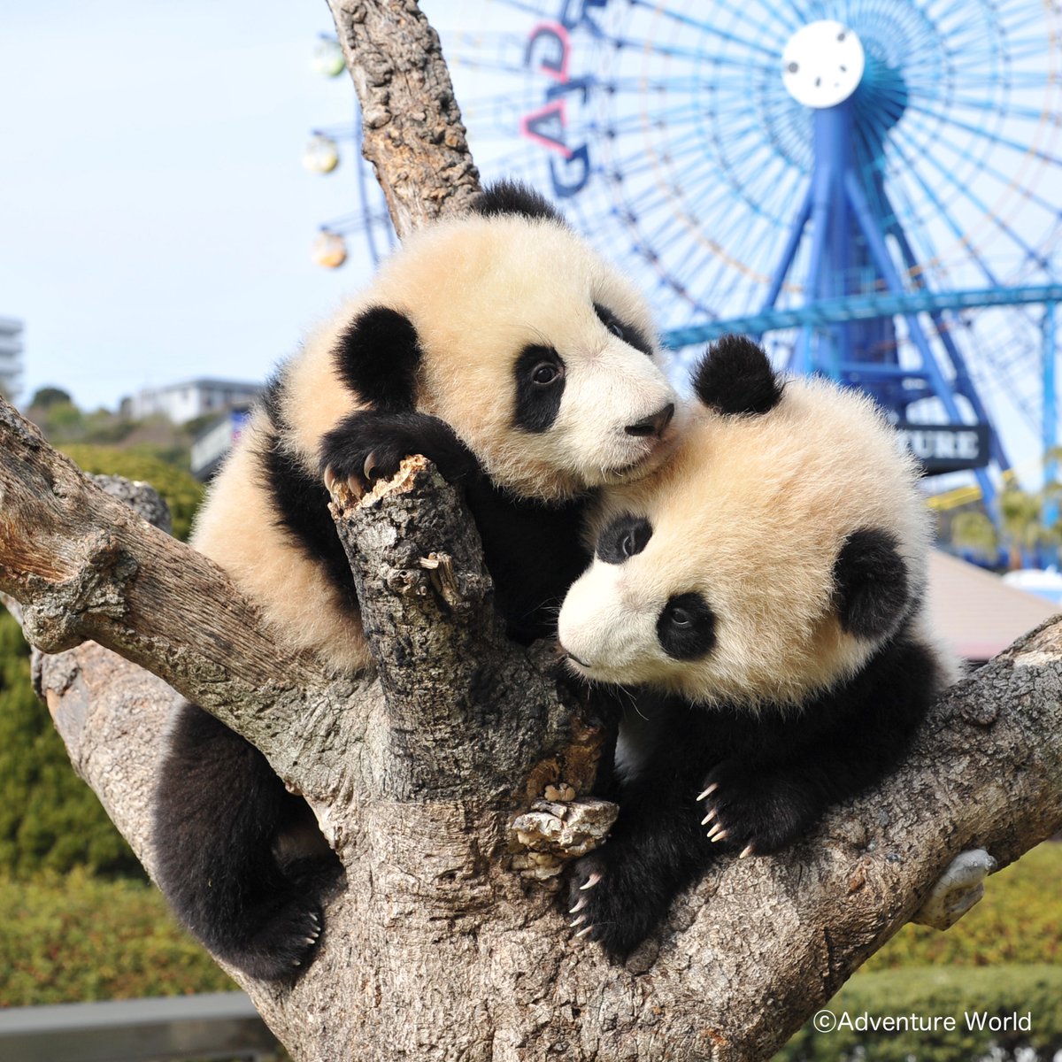 ピクニックワールド さるパンダ被り物 4兄弟⁈ ピクニックワールドさる