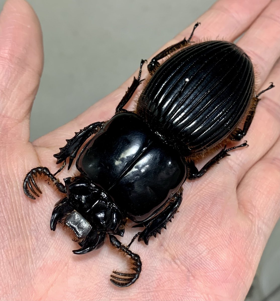 グァテマラの怪物ことゴーリーオバケクロツヤムシ。 80ミリ以上ある