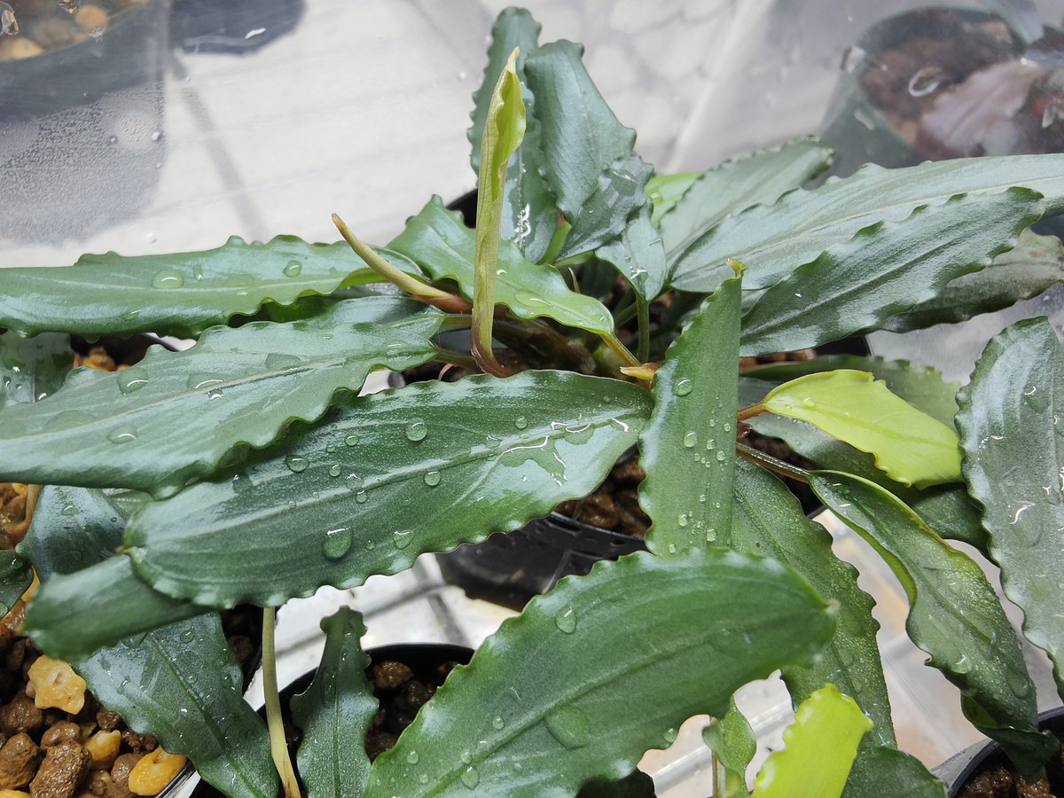 ラスト株 ブセファランドラ sp. ”Motleyana metallic blue完全