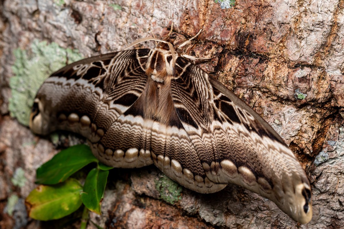 Dactyloceras lucina いわゆるアフリカオオイボタガの一種。ヤガ屋的に
