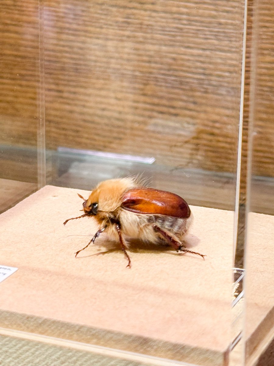 搬入してきました。 今回ライオンコガネは代官山 蔦屋書店さまに1頭