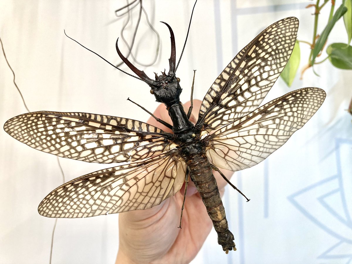 標本 超特大 Acanthacorydalis orientalis (開翔175.0mm)オオキバ