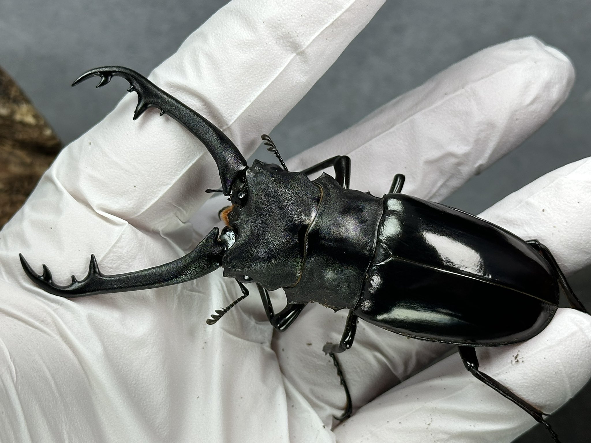 ブルーのコノハチョウ「1ペア」インドネシア産 【公式通販】