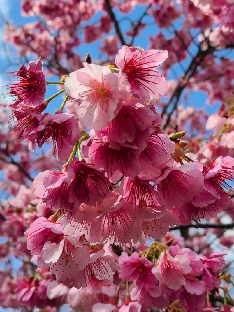 Flowers Community on X - 139.5K Members