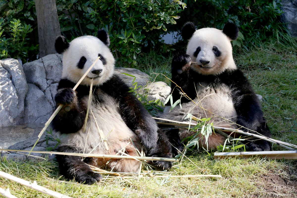 シャオシャオ レイレイ 2023.10.26 #上野動物園