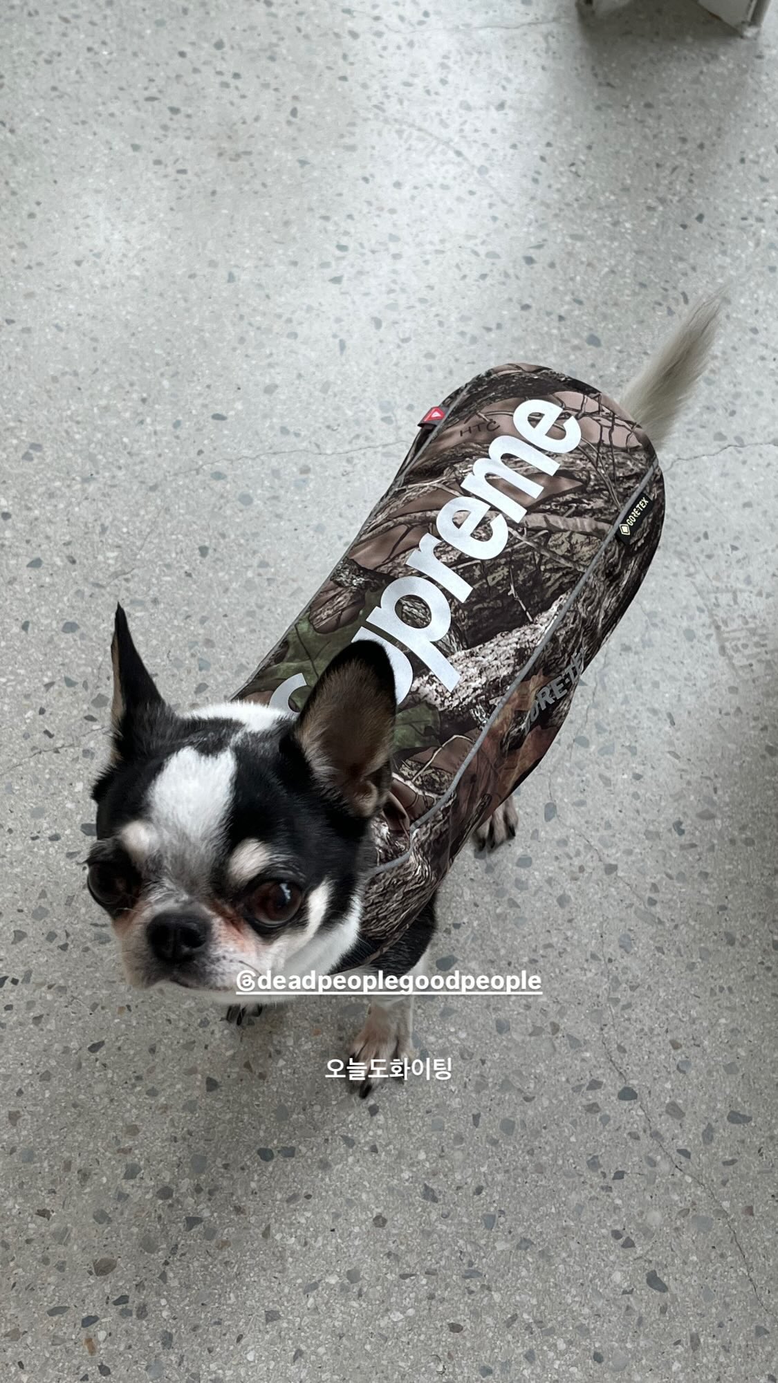 Supreme 2024 dog coat