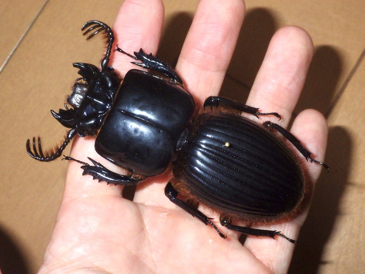 ゴーリーオバケクロツヤムシ Proculus goryi グアテマラに産する