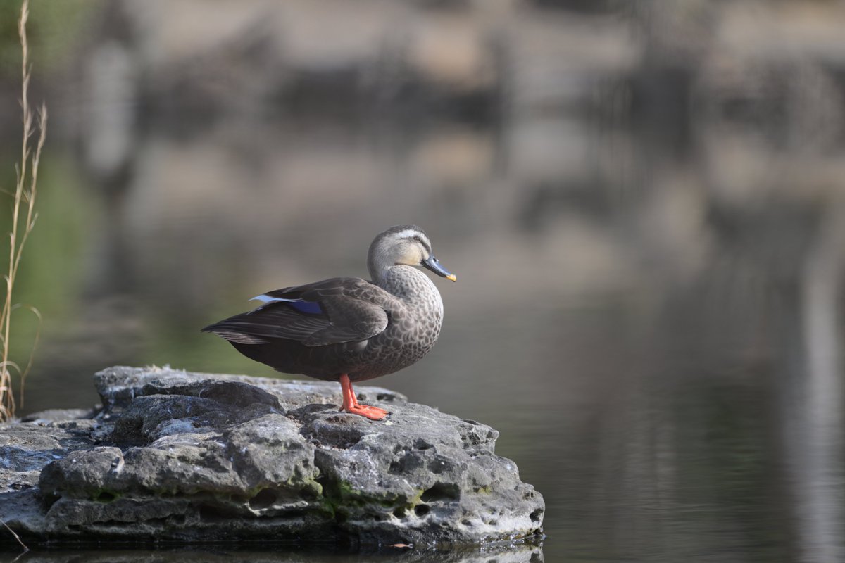 ご満悦ﾄﾘくん Nikon Z9 AF-S NIKKOR 300mm f/2.8G ED VR II